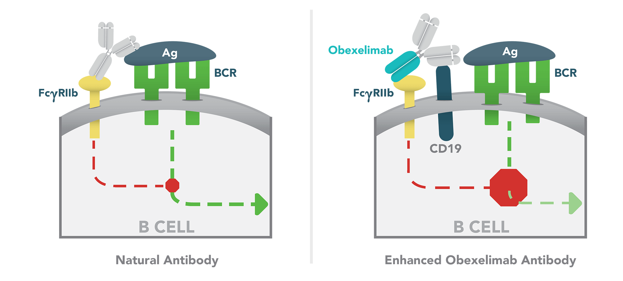 XENCOR_ILLUSTATION_FCDomainTypes3-16_rev06Jun16-01